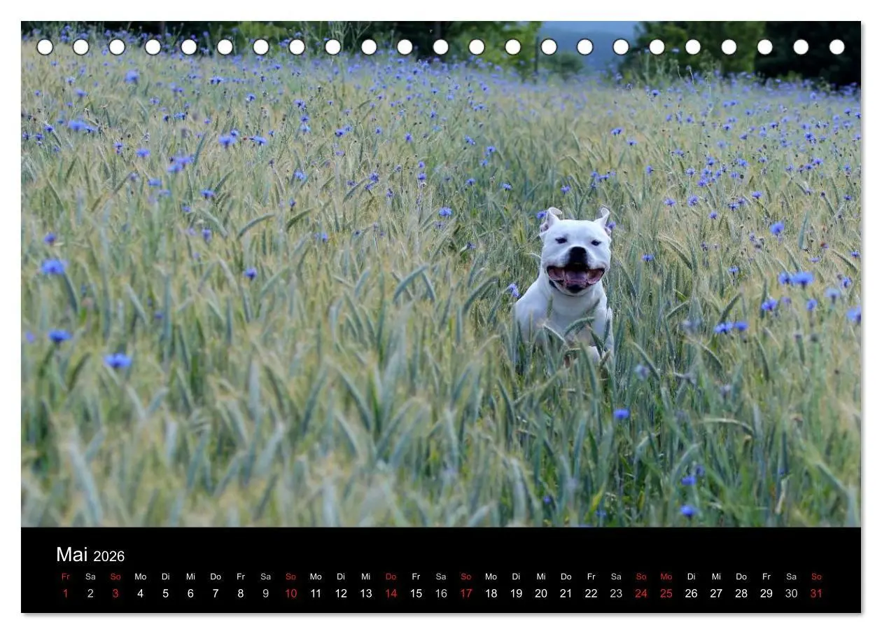 Bild: 9783516094848 | American Bulldog - stolz, loyal, einzigartig (Tischkalender 2026...