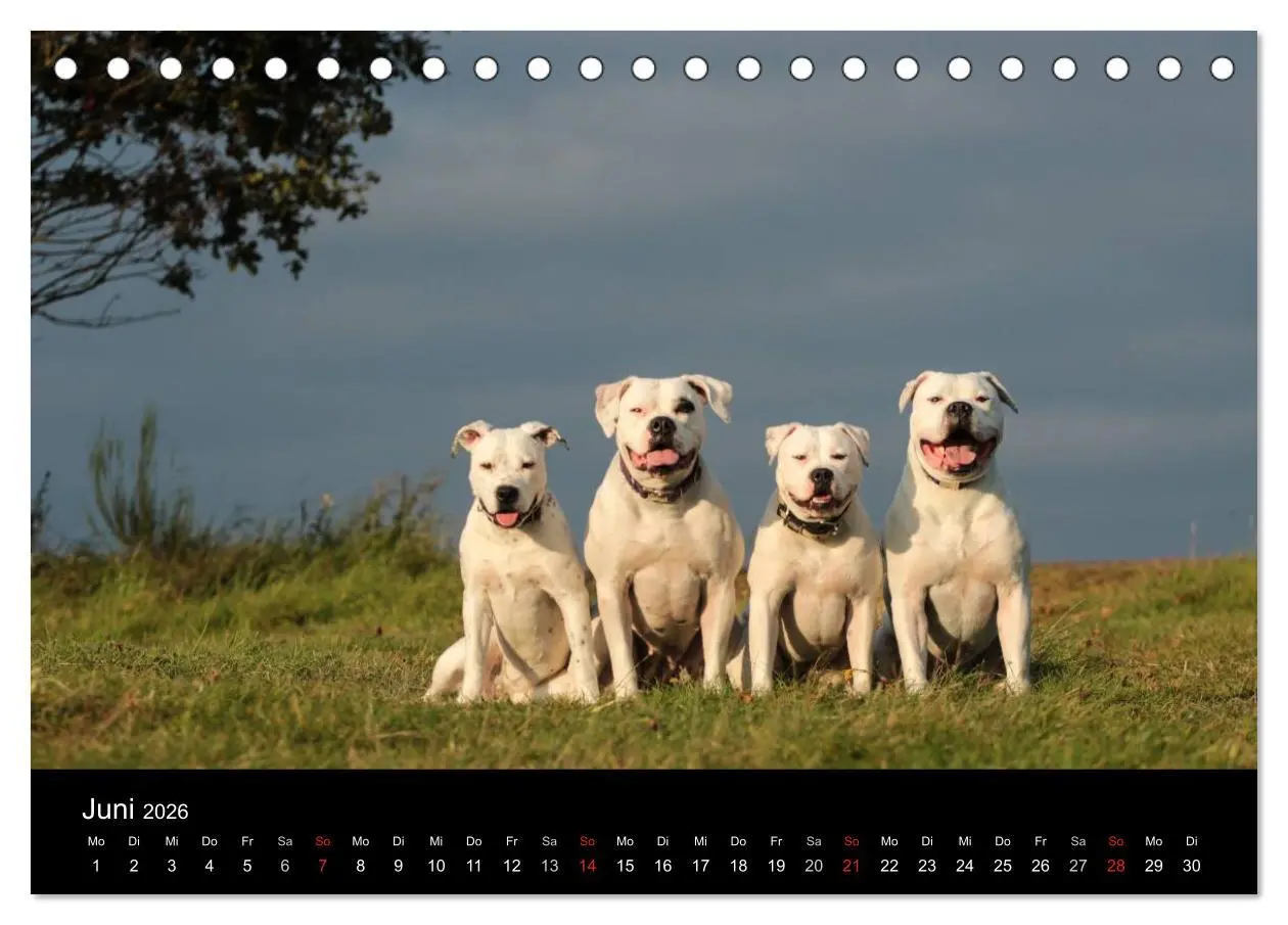 Bild: 9783516094848 | American Bulldog - stolz, loyal, einzigartig (Tischkalender 2026...