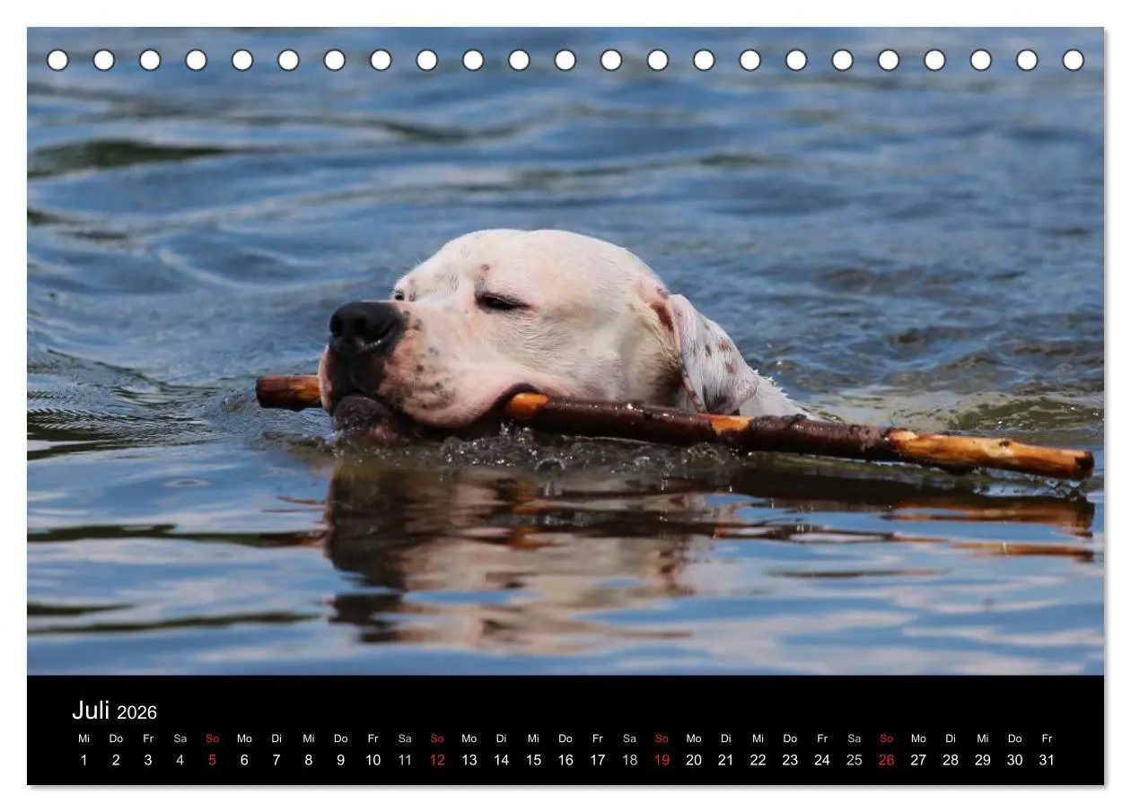 Bild: 9783516094848 | American Bulldog - stolz, loyal, einzigartig (Tischkalender 2026...