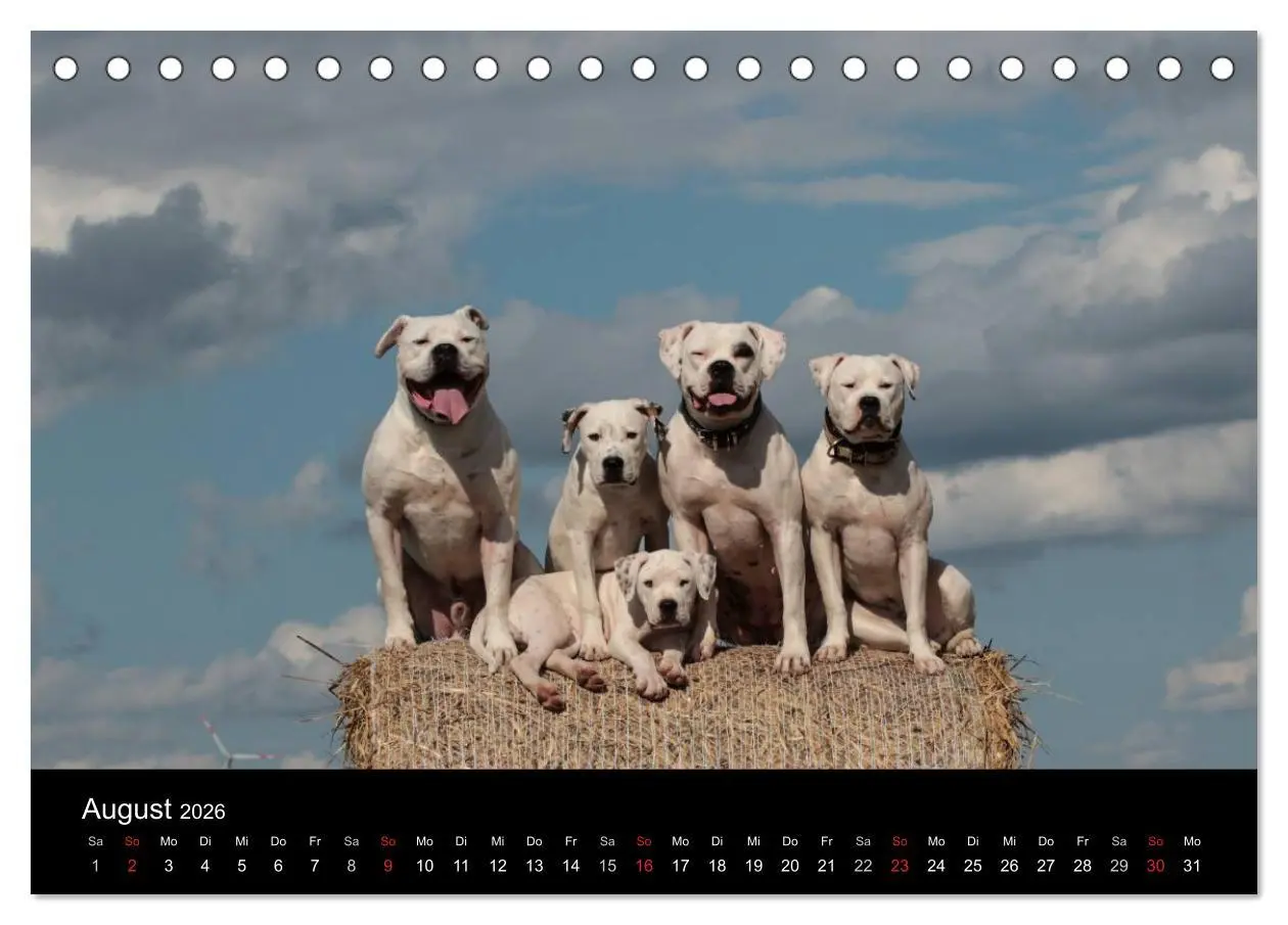 Bild: 9783516094848 | American Bulldog - stolz, loyal, einzigartig (Tischkalender 2026...