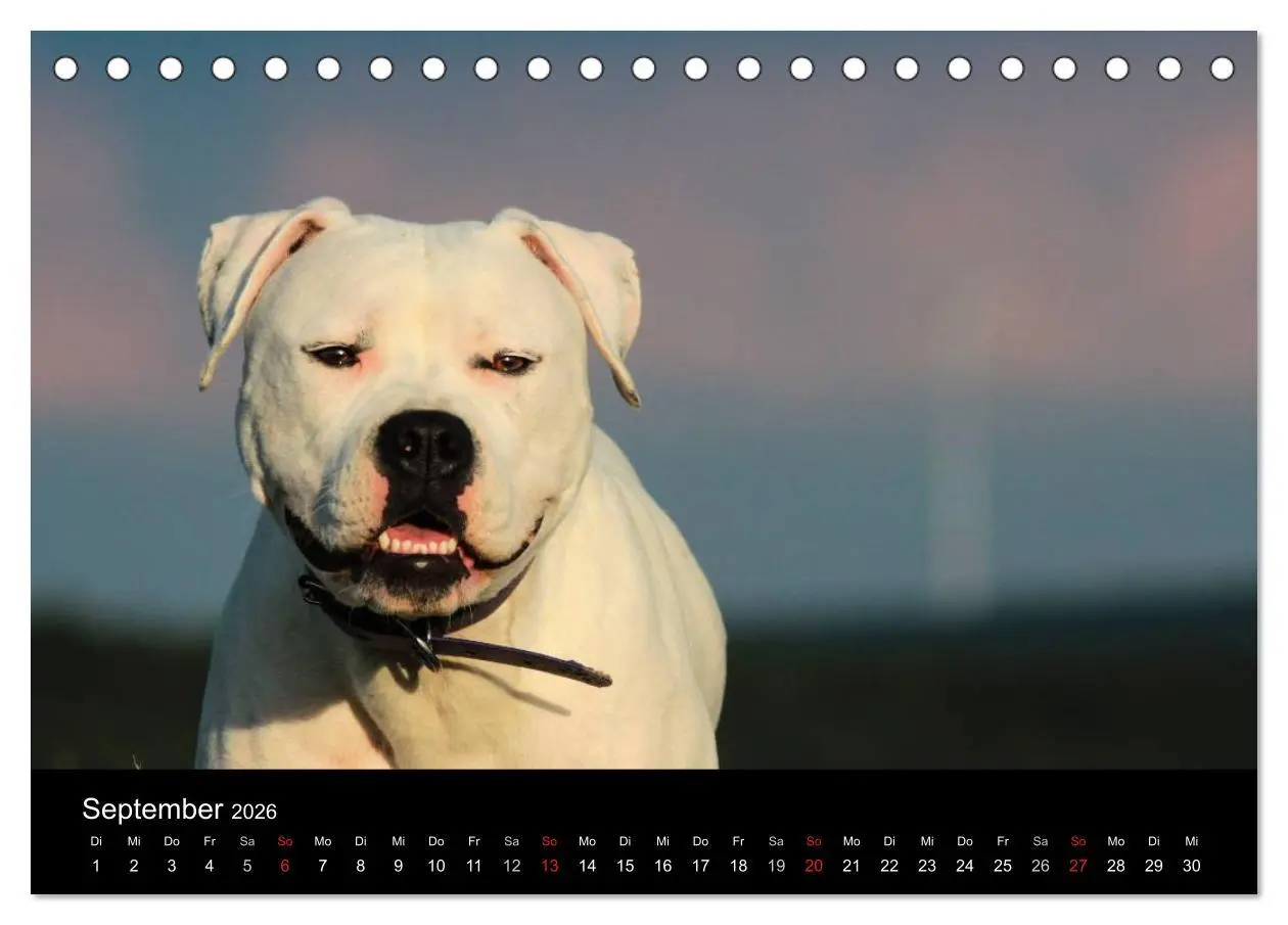 Bild: 9783516094848 | American Bulldog - stolz, loyal, einzigartig (Tischkalender 2026...