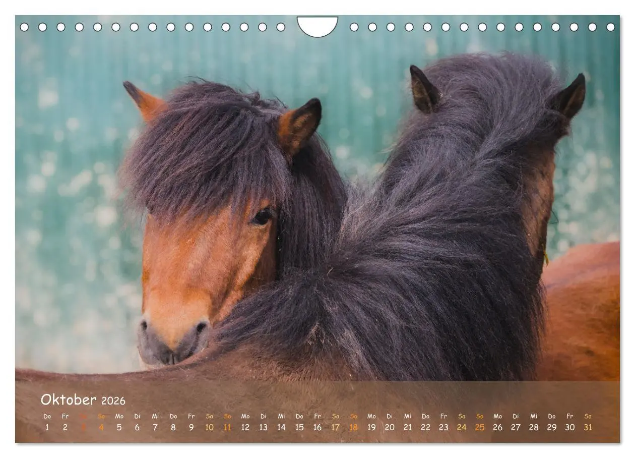 Bild: 9783457374948 | Verspielte Islandpferde Kopf an Kopf (Wandkalender 2026 DIN A4...