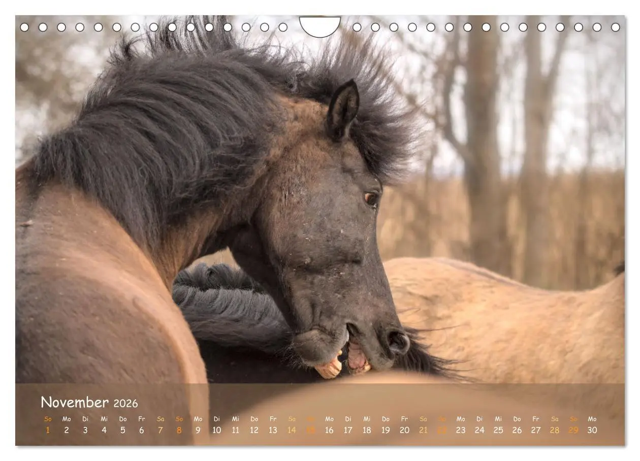 Bild: 9783457374948 | Verspielte Islandpferde Kopf an Kopf (Wandkalender 2026 DIN A4...
