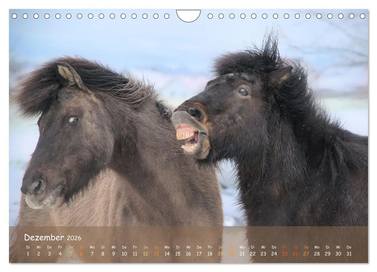 Bild: 9783457374948 | Verspielte Islandpferde Kopf an Kopf (Wandkalender 2026 DIN A4...