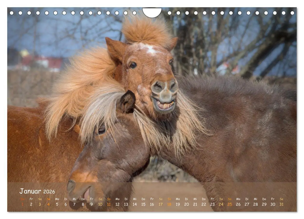 Bild: 9783457374948 | Verspielte Islandpferde Kopf an Kopf (Wandkalender 2026 DIN A4...