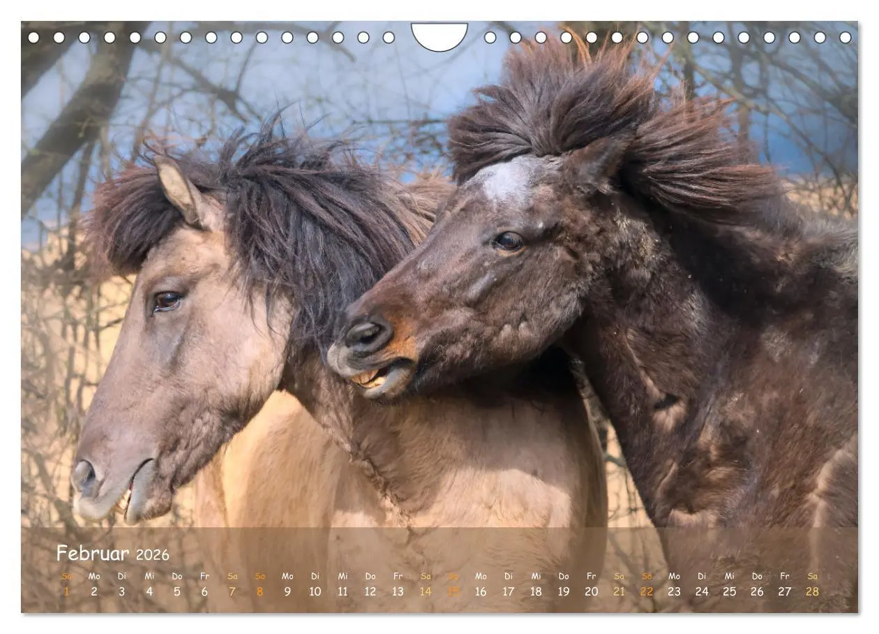 Bild: 9783457374948 | Verspielte Islandpferde Kopf an Kopf (Wandkalender 2026 DIN A4...