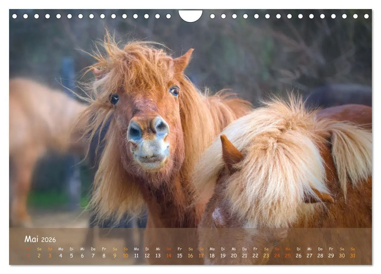 Bild: 9783457374948 | Verspielte Islandpferde Kopf an Kopf (Wandkalender 2026 DIN A4...
