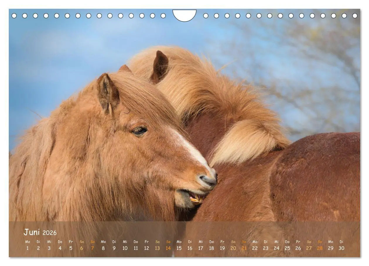 Bild: 9783457374948 | Verspielte Islandpferde Kopf an Kopf (Wandkalender 2026 DIN A4...