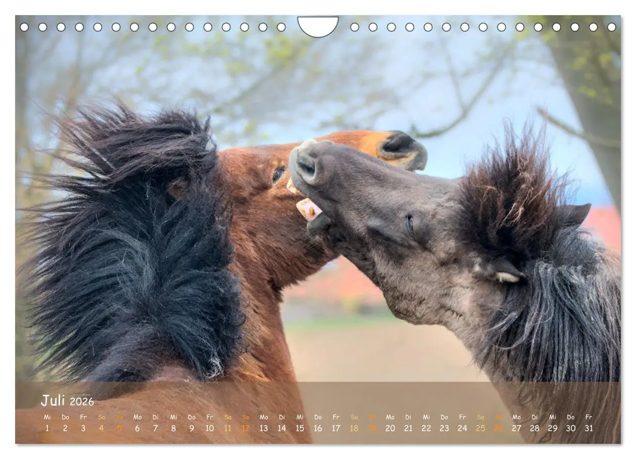 Bild: 9783457374948 | Verspielte Islandpferde Kopf an Kopf (Wandkalender 2026 DIN A4...