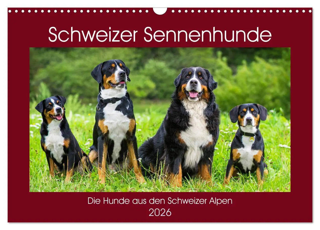 Cover: 9783457824948 | Schweizer Sennenhunde - die Hunde aus den Schweizer Alpen...