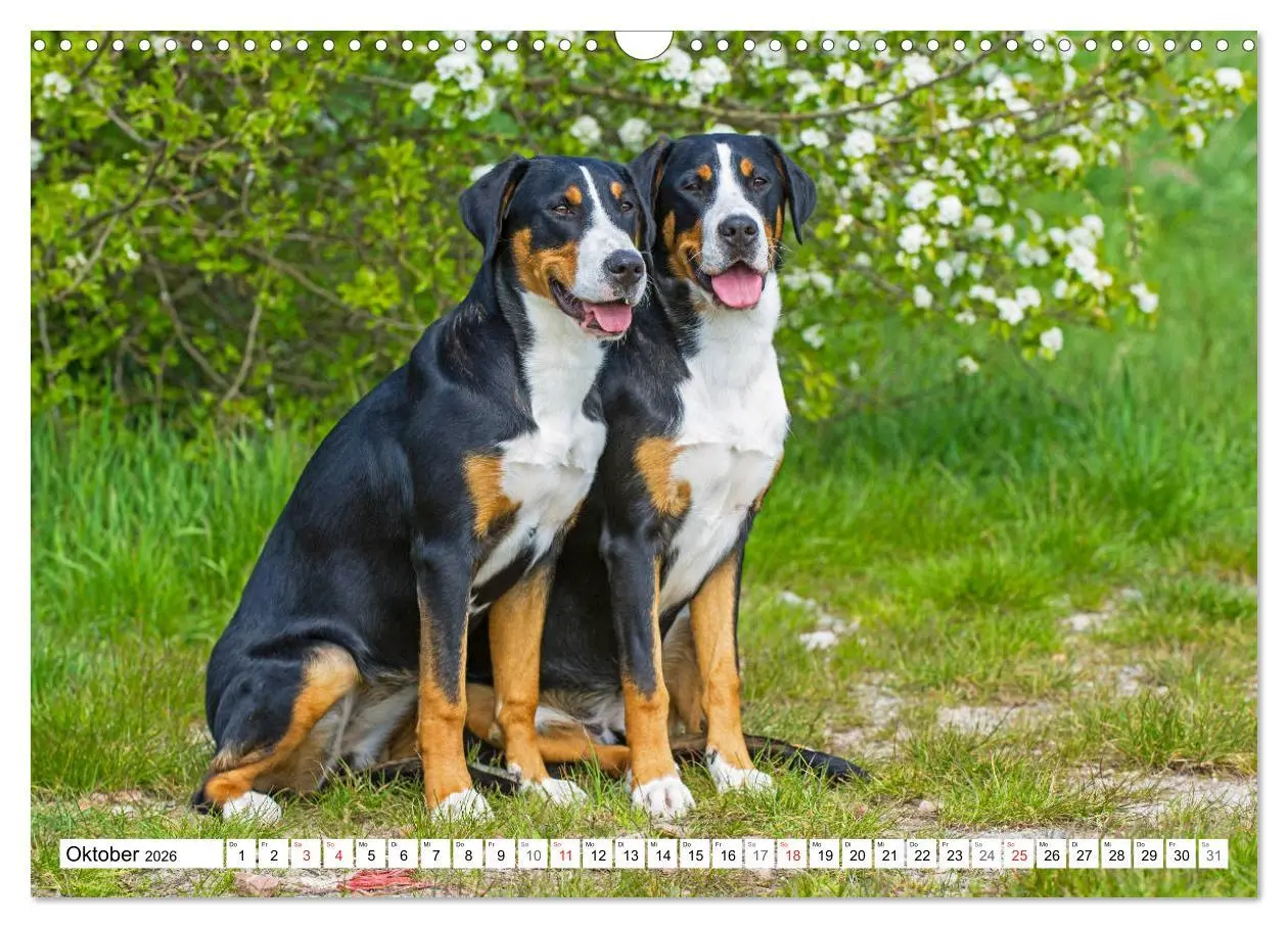 Bild: 9783457824948 | Schweizer Sennenhunde - die Hunde aus den Schweizer Alpen...