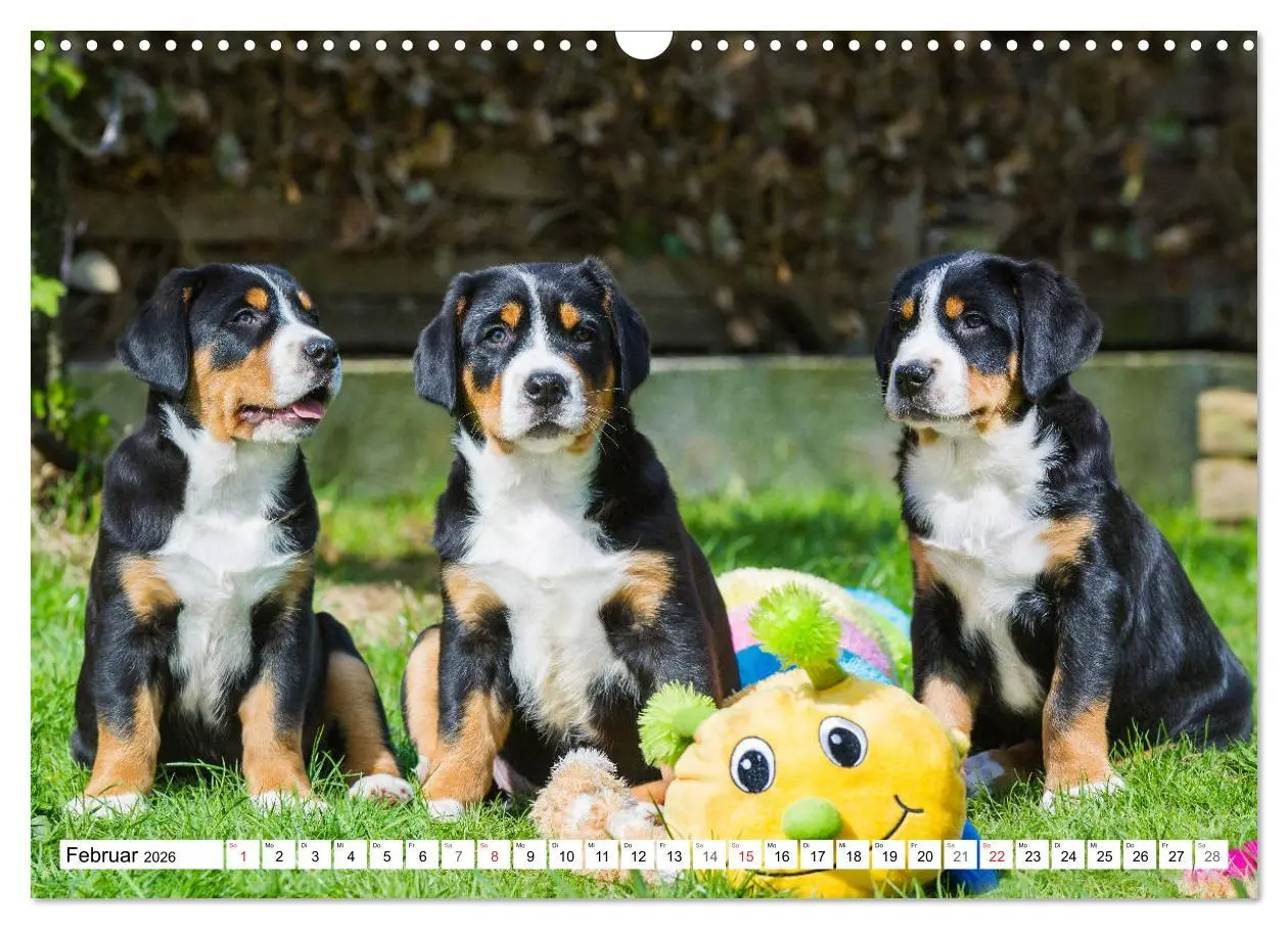Bild: 9783457824948 | Schweizer Sennenhunde - die Hunde aus den Schweizer Alpen...