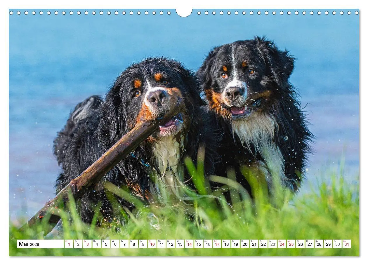 Bild: 9783457824948 | Schweizer Sennenhunde - die Hunde aus den Schweizer Alpen...
