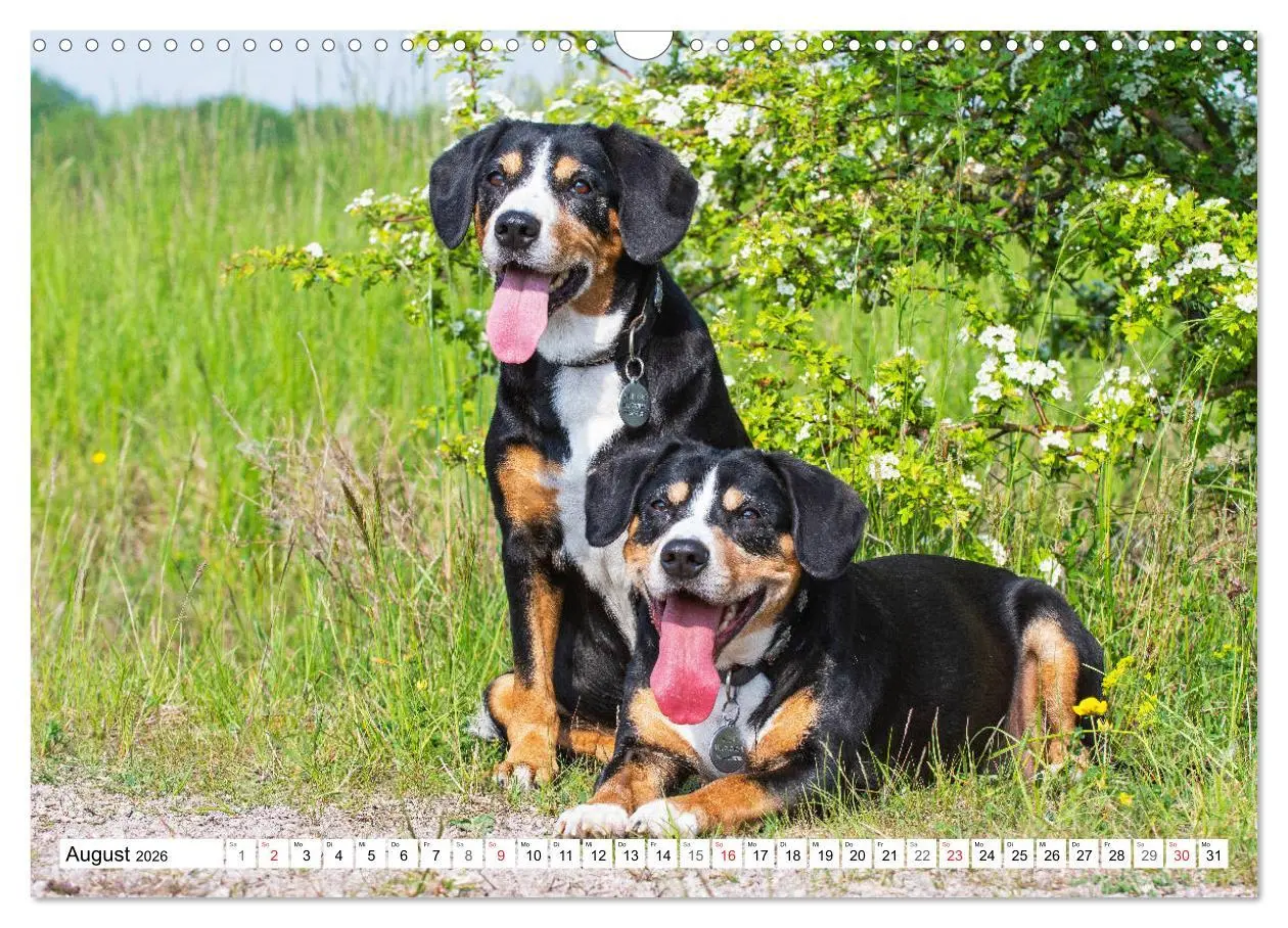 Bild: 9783457824948 | Schweizer Sennenhunde - die Hunde aus den Schweizer Alpen...