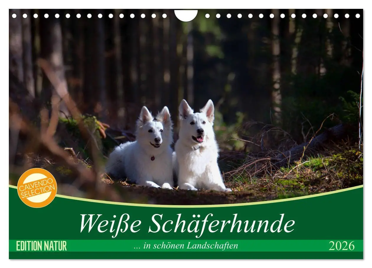 Cover: 9783457885048 | Weiße Schäferhunde in schönen Landschaften (Wandkalender 2026 DIN...
