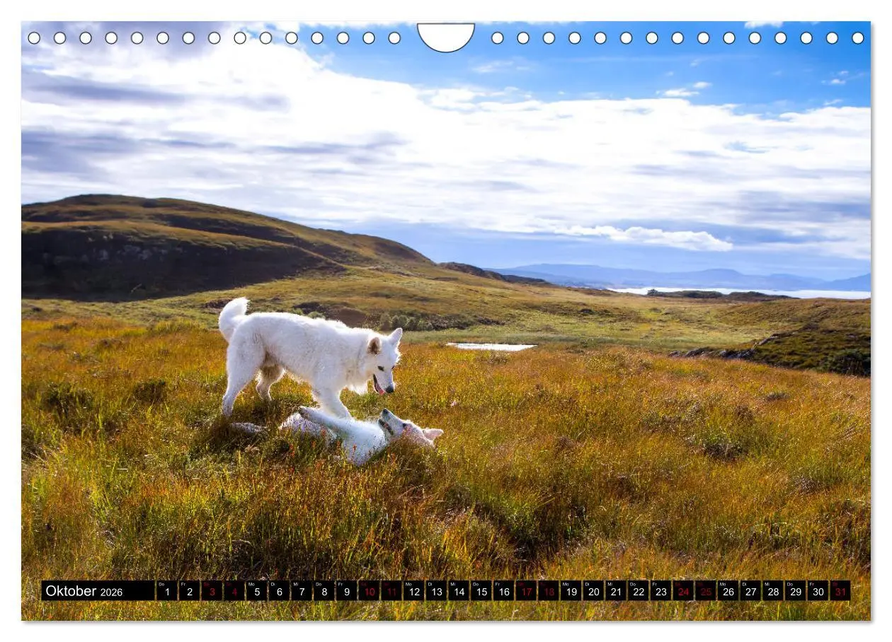 Bild: 9783457885048 | Weiße Schäferhunde in schönen Landschaften (Wandkalender 2026 DIN...