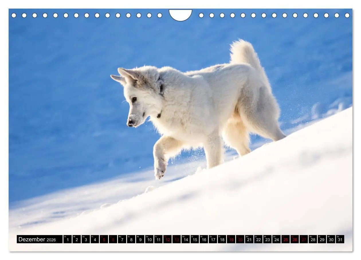 Bild: 9783457885048 | Weiße Schäferhunde in schönen Landschaften (Wandkalender 2026 DIN...
