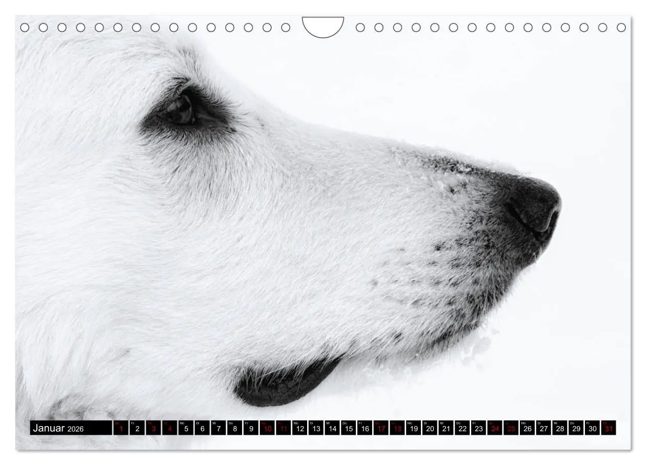 Bild: 9783457885048 | Weiße Schäferhunde in schönen Landschaften (Wandkalender 2026 DIN...