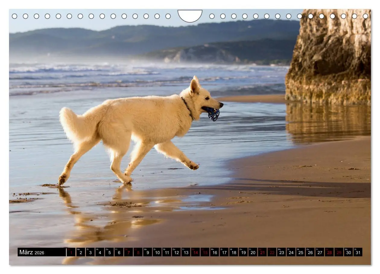 Bild: 9783457885048 | Weiße Schäferhunde in schönen Landschaften (Wandkalender 2026 DIN...