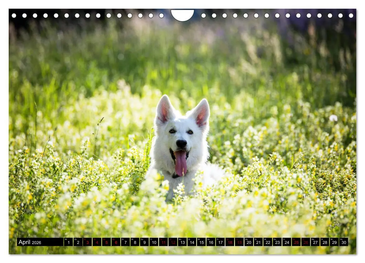 Bild: 9783457885048 | Weiße Schäferhunde in schönen Landschaften (Wandkalender 2026 DIN...