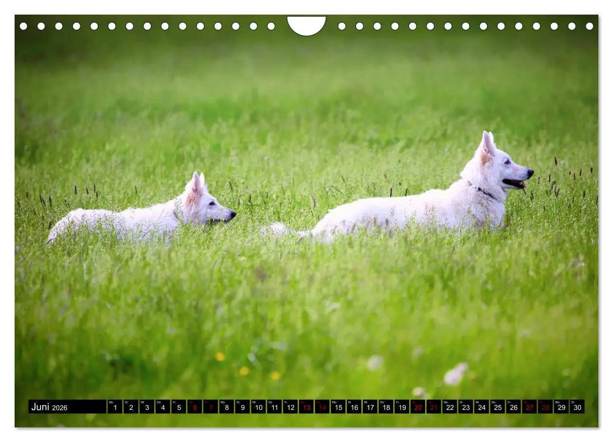 Bild: 9783457885048 | Weiße Schäferhunde in schönen Landschaften (Wandkalender 2026 DIN...