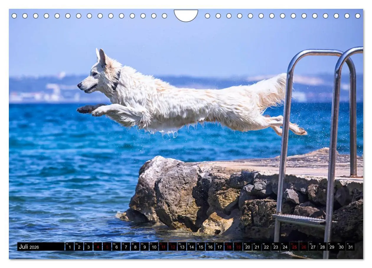 Bild: 9783457885048 | Weiße Schäferhunde in schönen Landschaften (Wandkalender 2026 DIN...