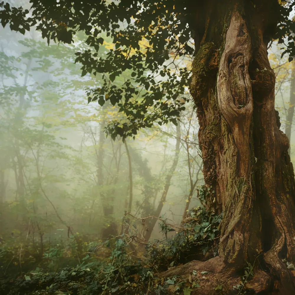 Bild: 9783959295048 | Trees 2026 | Kalender 2026 | Kalender | Drahtheftung | Englisch | 2026