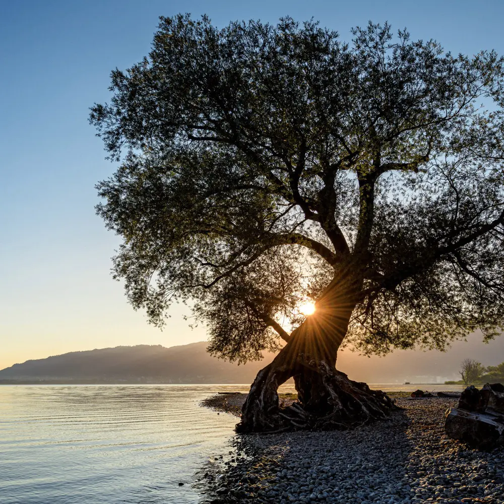 Bild: 9783959295048 | Trees 2026 | Kalender 2026 | Kalender | Drahtheftung | Englisch | 2026