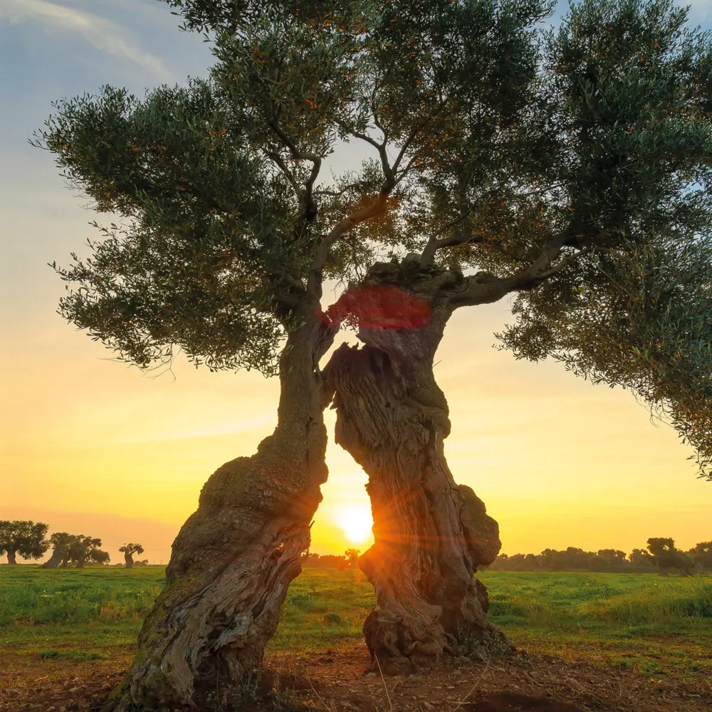 Bild: 9783959295048 | Trees 2026 | Kalender 2026 | Kalender | Drahtheftung | Englisch | 2026
