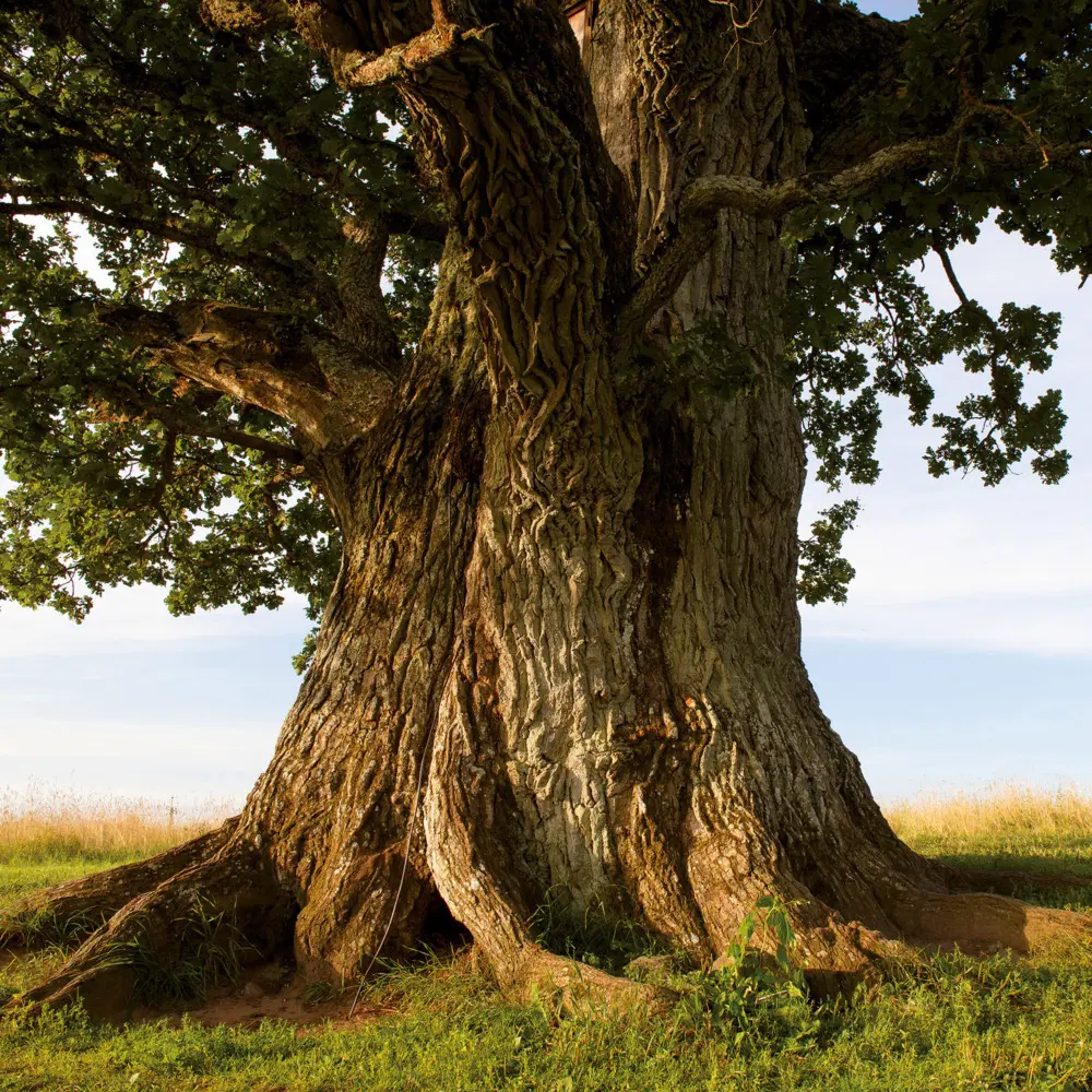 Bild: 9783959295048 | Trees 2026 | Kalender 2026 | Kalender | Drahtheftung | Englisch | 2026