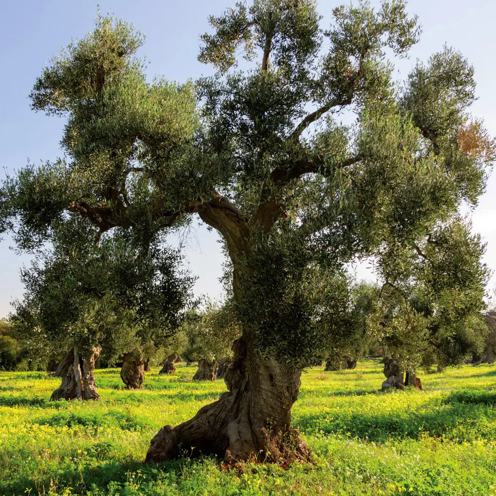 Bild: 9783959295048 | Trees 2026 | Kalender 2026 | Kalender | Drahtheftung | Englisch | 2026