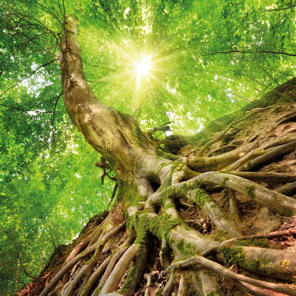 Bild: 9783959295048 | Trees 2026 | Kalender 2026 | Kalender | Drahtheftung | Englisch | 2026