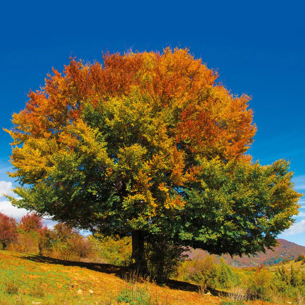 Bild: 9783959295048 | Trees 2026 | Kalender 2026 | Kalender | Drahtheftung | Englisch | 2026