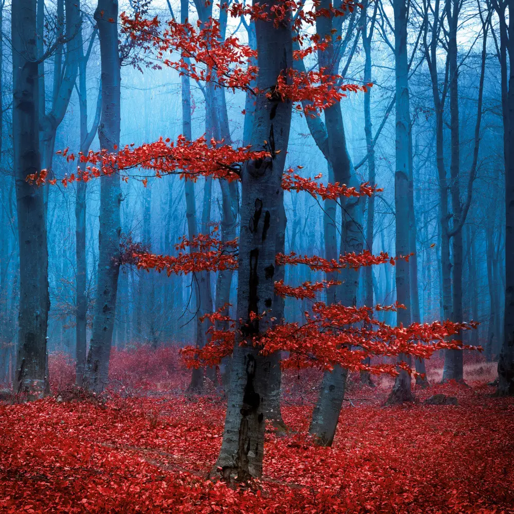 Bild: 9783959295048 | Trees 2026 | Kalender 2026 | Kalender | Drahtheftung | Englisch | 2026