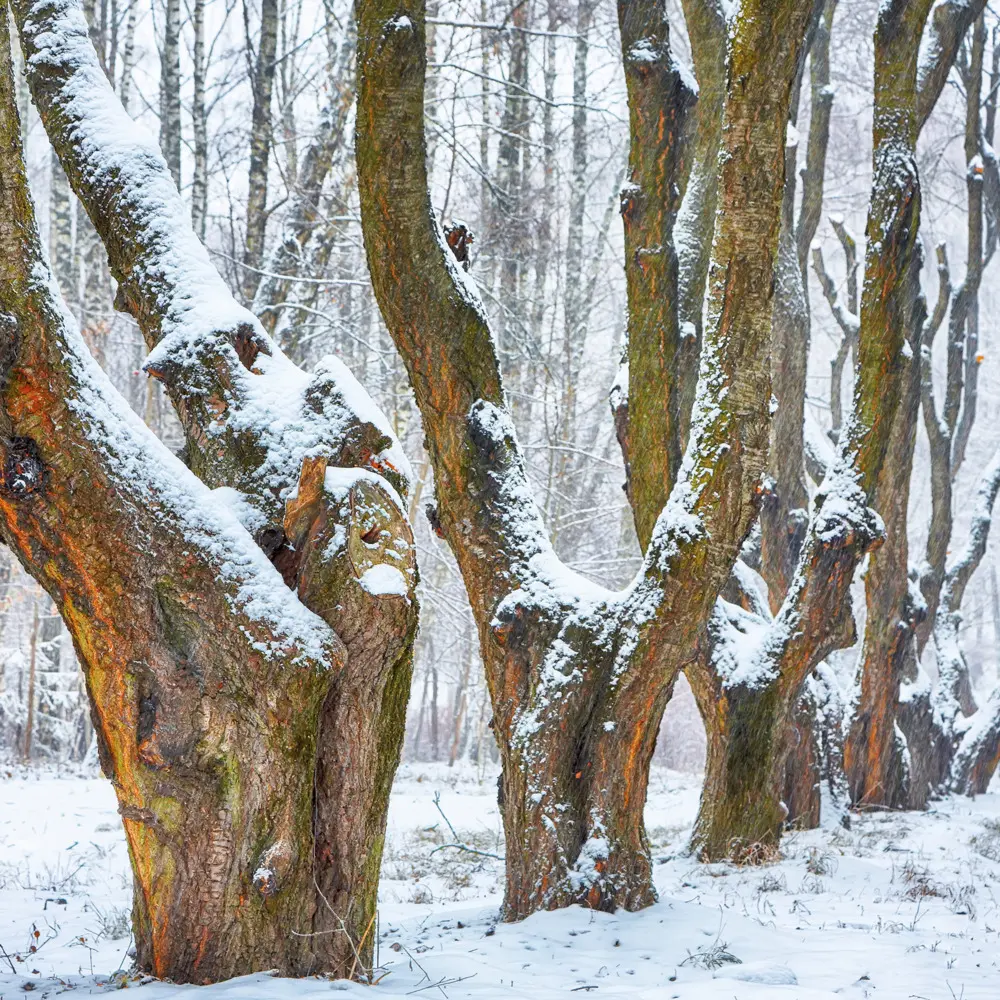Bild: 9783959295048 | Trees 2026 | Kalender 2026 | Kalender | Drahtheftung | Englisch | 2026