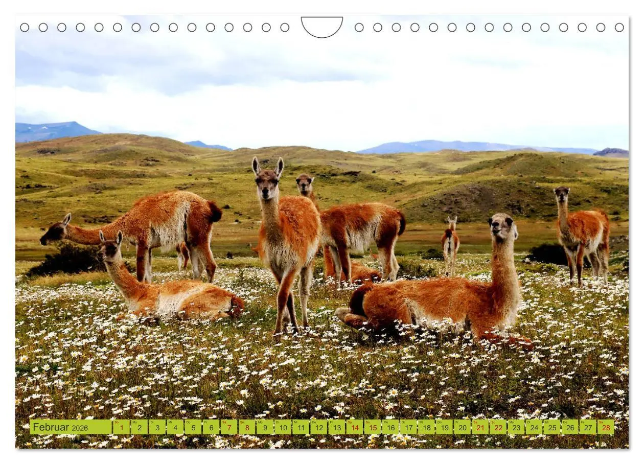 Bild: 9783457935248 | Märchenwelt Patagonien (Wandkalender 2026 DIN A4 quer), CALVENDO...