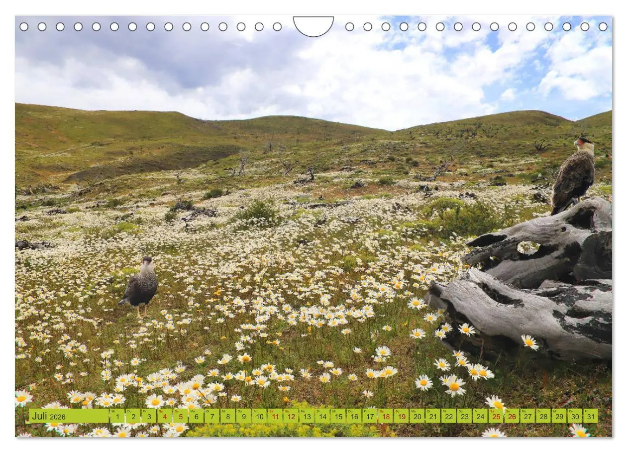 Bild: 9783457935248 | Märchenwelt Patagonien (Wandkalender 2026 DIN A4 quer), CALVENDO...