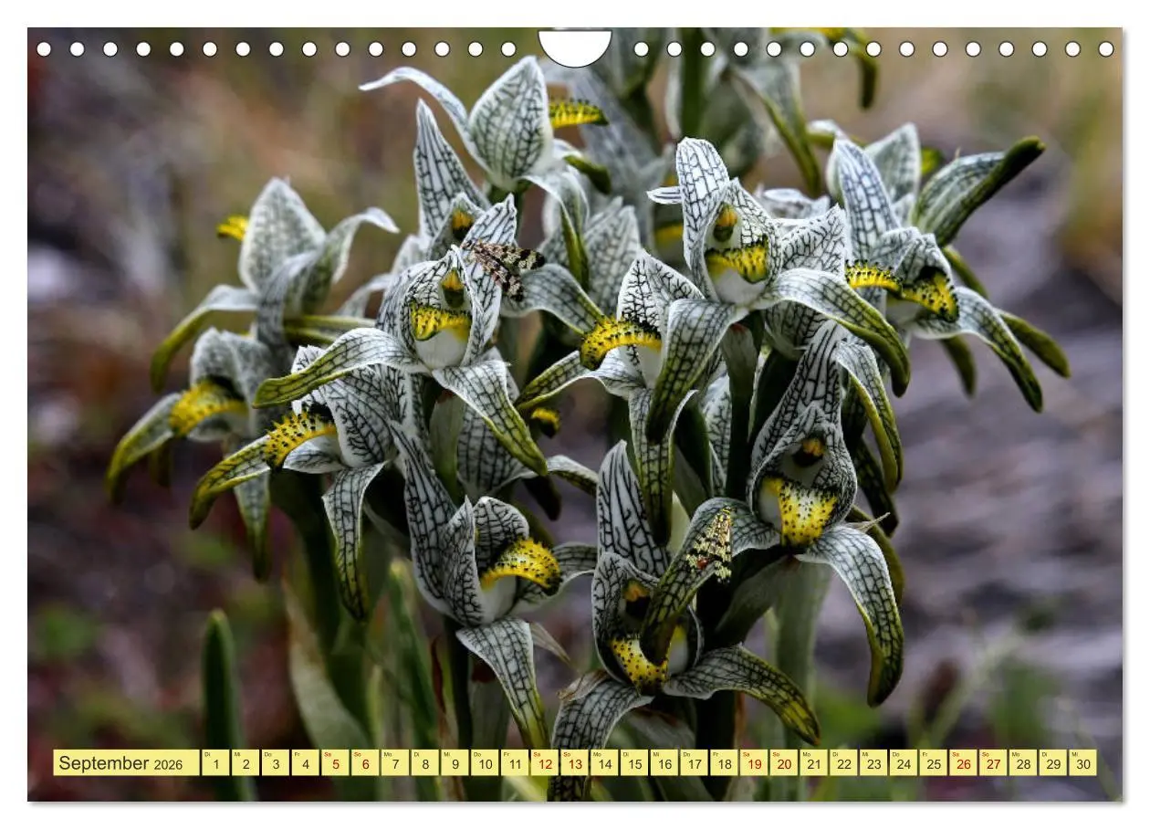 Bild: 9783457935248 | Märchenwelt Patagonien (Wandkalender 2026 DIN A4 quer), CALVENDO...
