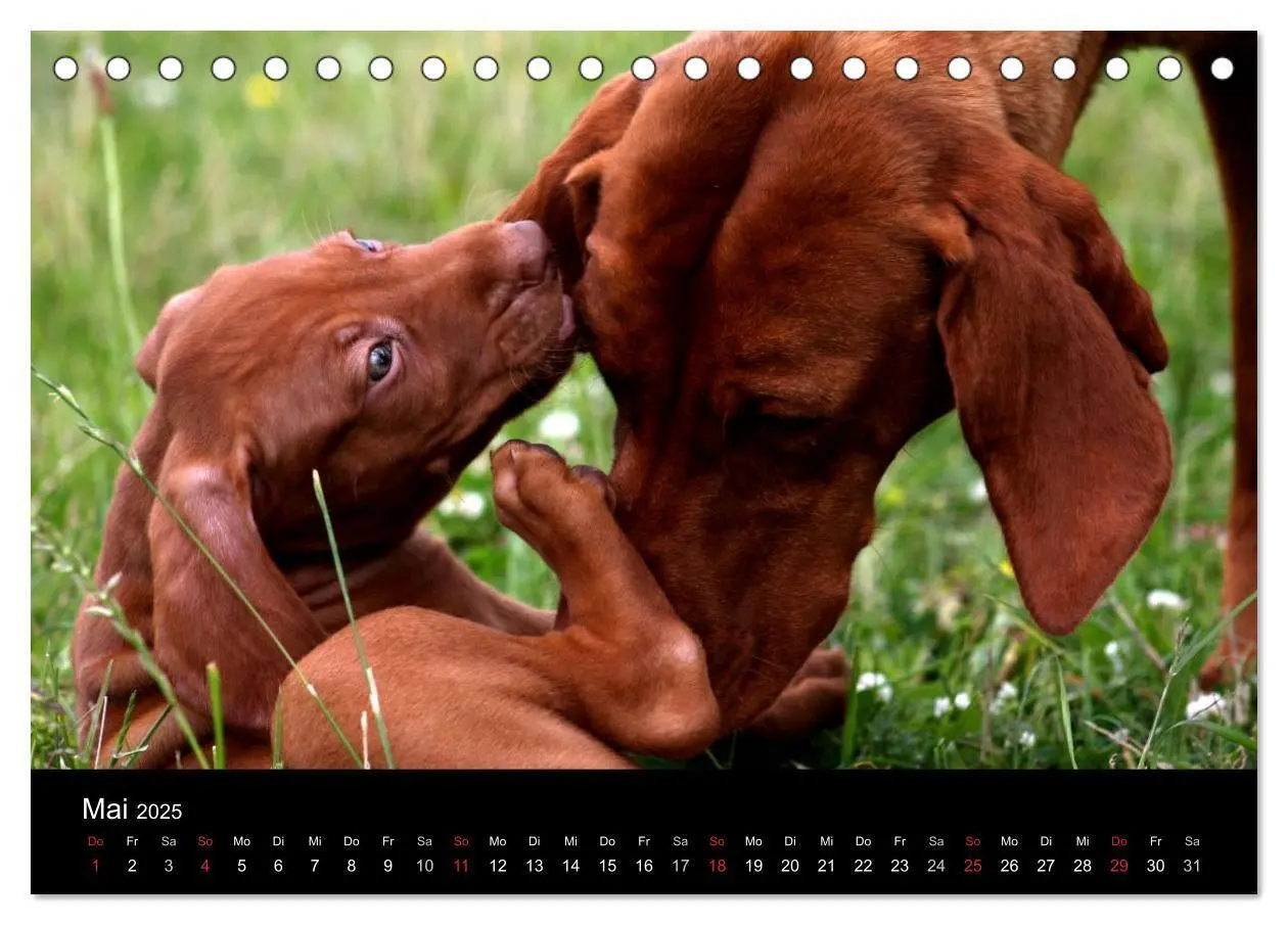 Bild: 9783435765348 | Magyar Vizsla Welpen (Tischkalender 2025 DIN A5 quer), CALVENDO...