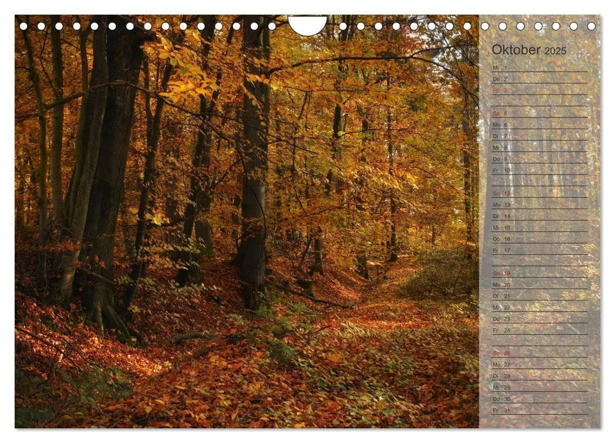Bild: 9783435755448 | Unser Wald - Magische Sichten in norddeutsche Wälder /...