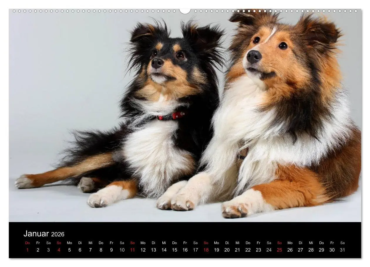 Bild: 9783516155648 | Shelties 2026 (hochwertiger Premium Wandkalender 2026 DIN A2 quer),...