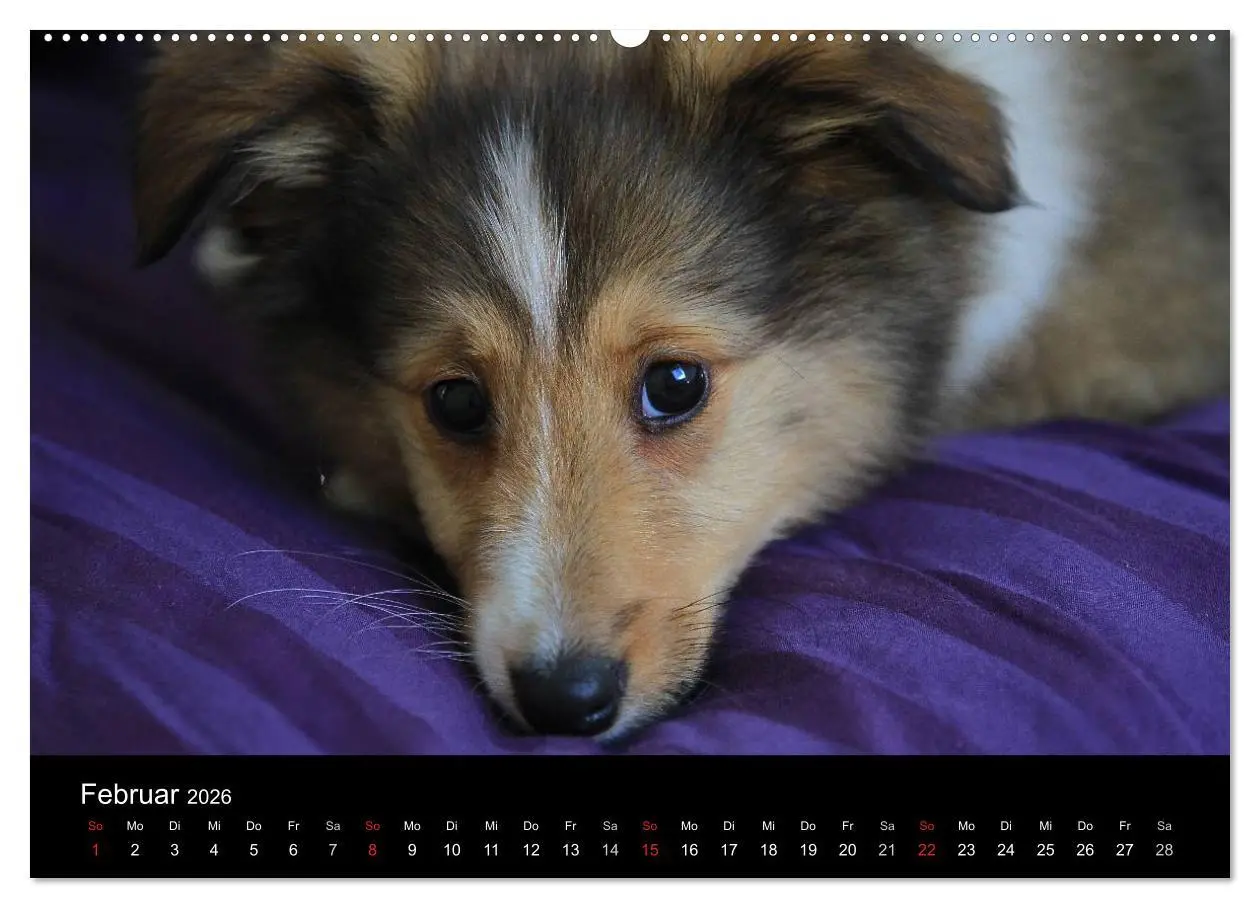 Bild: 9783516155648 | Shelties 2026 (hochwertiger Premium Wandkalender 2026 DIN A2 quer),...