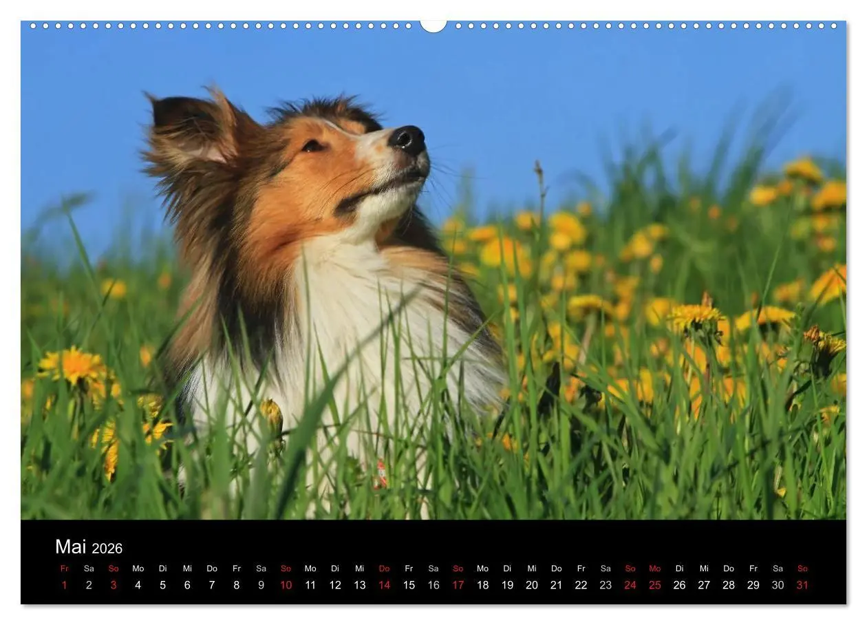 Bild: 9783516155648 | Shelties 2026 (hochwertiger Premium Wandkalender 2026 DIN A2 quer),...