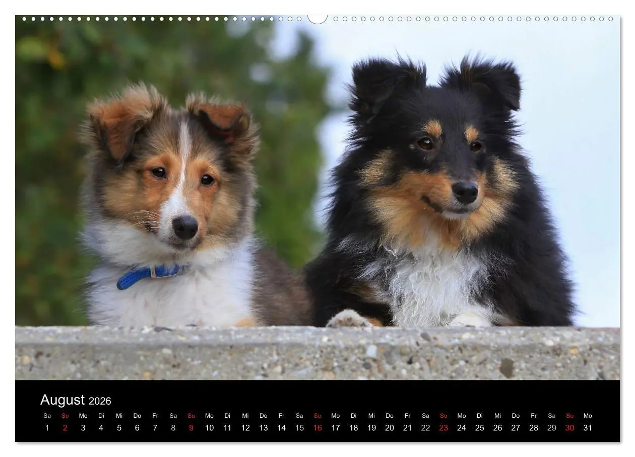 Bild: 9783516155648 | Shelties 2026 (hochwertiger Premium Wandkalender 2026 DIN A2 quer),...