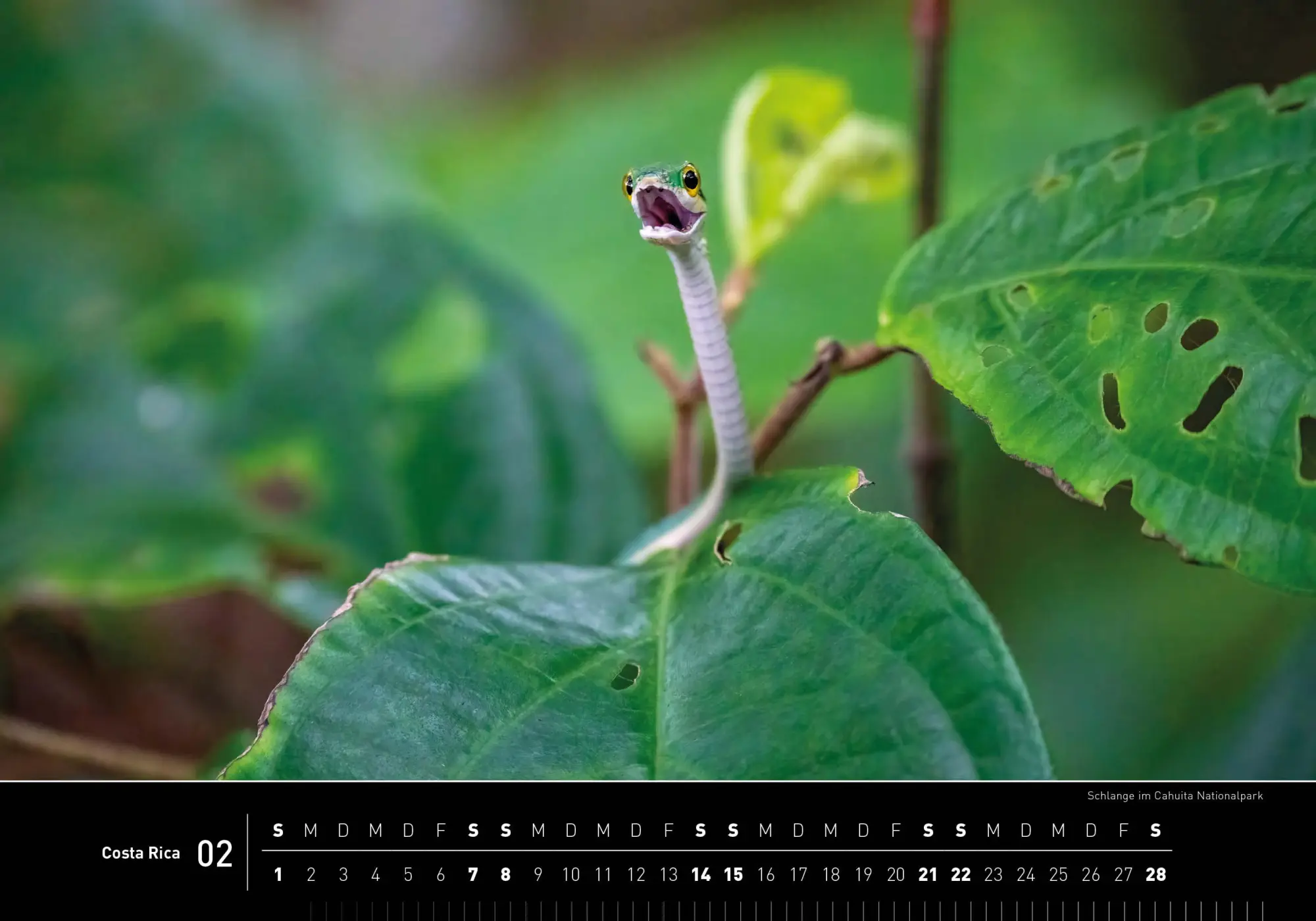 Bild: 9783968556048 | Costa Rica Premiumkalender 2026 | Stefan Tschumi | Kalender | 14 S.