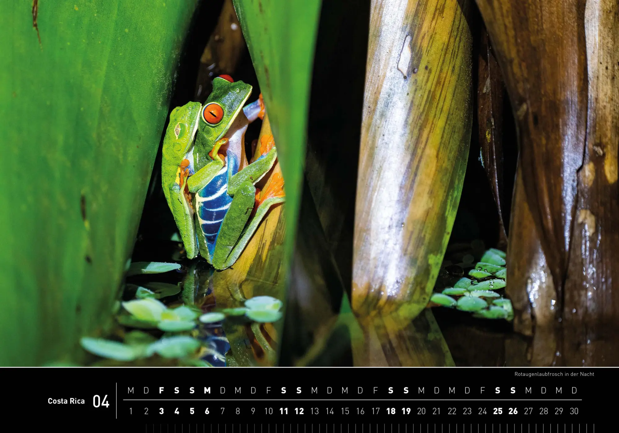 Bild: 9783968556048 | Costa Rica Premiumkalender 2026 | Stefan Tschumi | Kalender | 14 S.