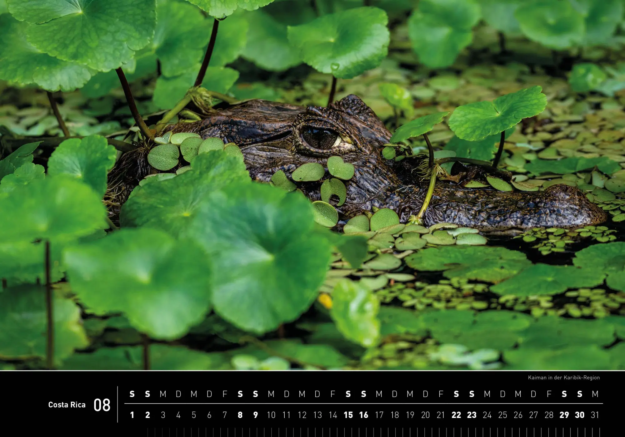 Bild: 9783968556048 | Costa Rica Premiumkalender 2026 | Stefan Tschumi | Kalender | 14 S.
