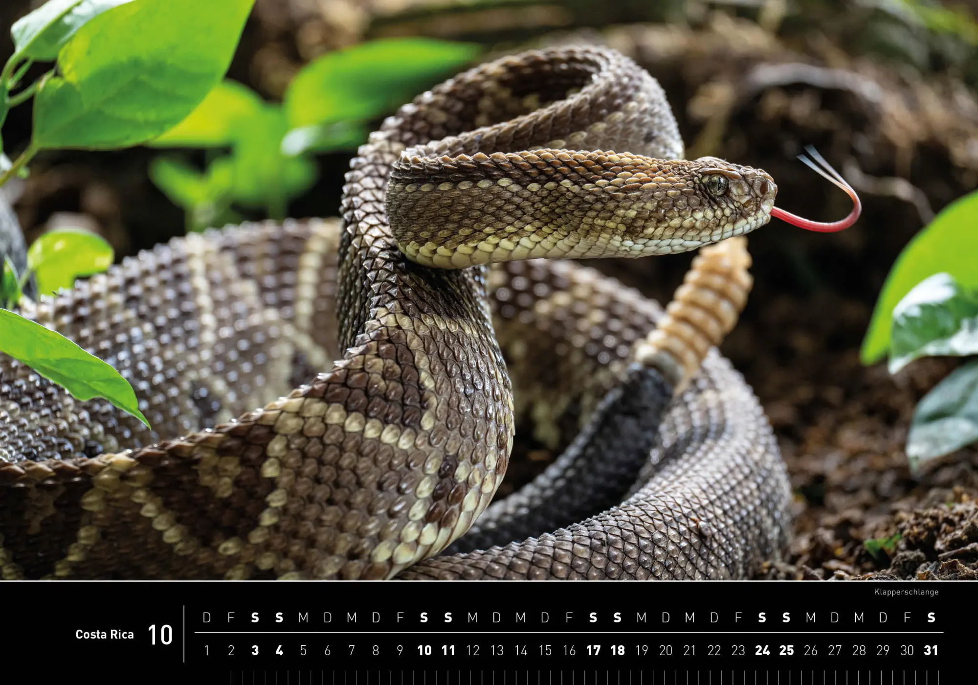 Bild: 9783968556048 | Costa Rica Premiumkalender 2026 | Stefan Tschumi | Kalender | 14 S.