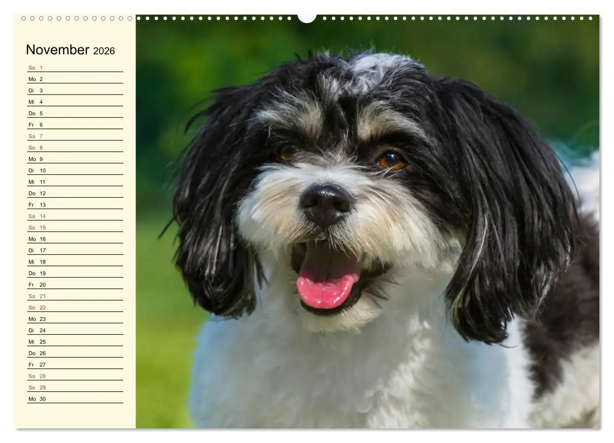 Bild: 9783516006148 | Havaneser - Herz auf 4 Pfoten (hochwertiger Premium Wandkalender...