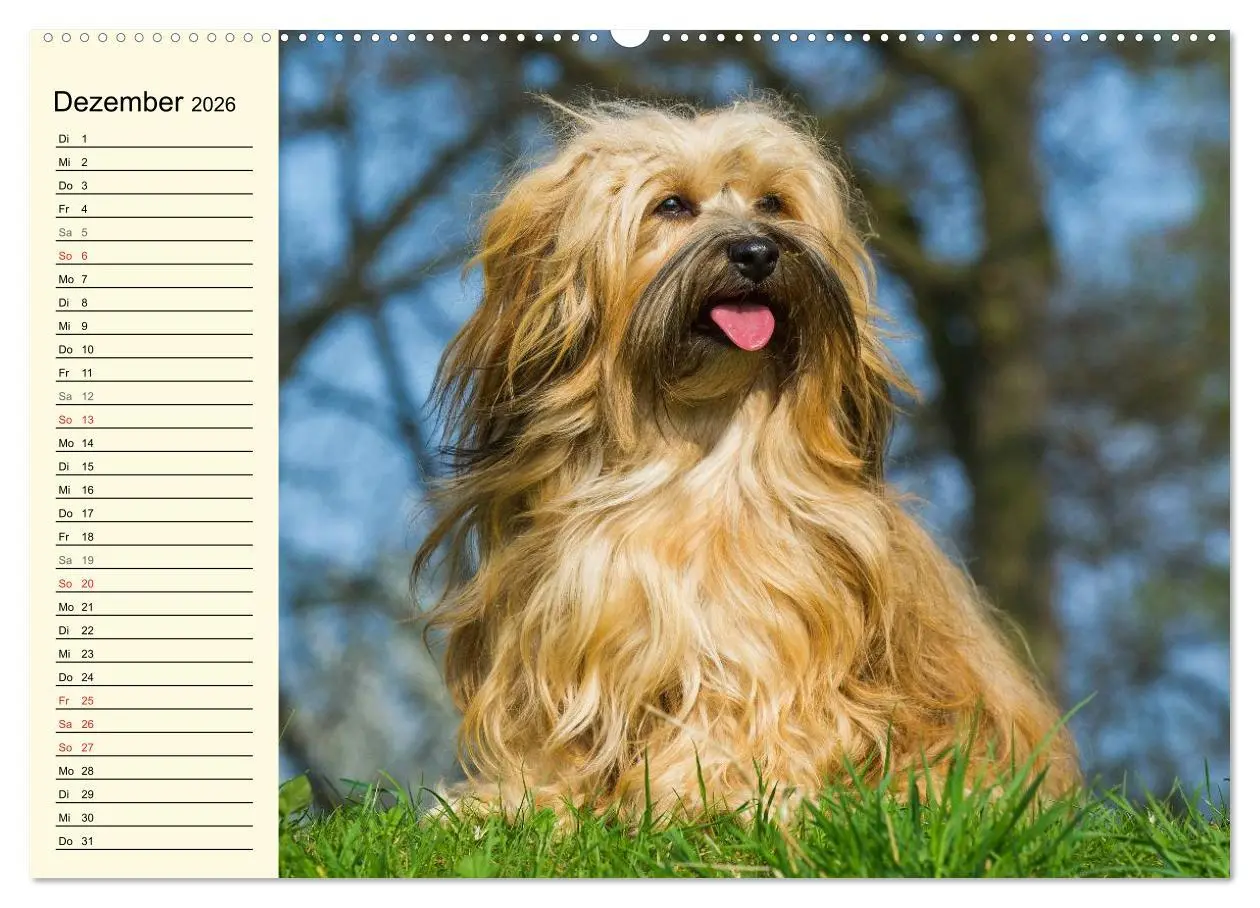 Bild: 9783516006148 | Havaneser - Herz auf 4 Pfoten (hochwertiger Premium Wandkalender...